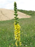 Agrimonia Eupatoria